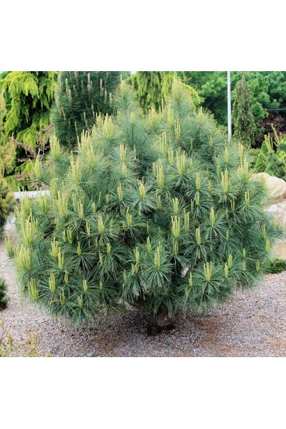 Pinus ’Bergman’s Mini’